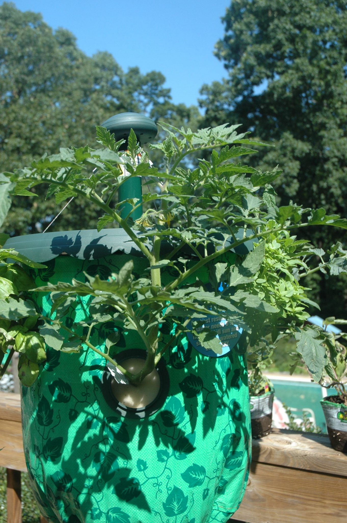 Family Gardening Update Number Two