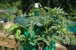 Inverted Tomato Planter Made by Topsy Turvy after two weeks