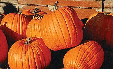 The Great Pumpkin, dad and the IBEW Strike of 1966.