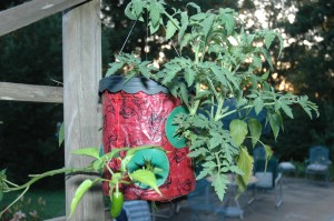 Jalapena Pepper Plant in a Topsy Turvy Planter after Three Weeks