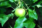 Granny Smith Apple, Third Week of June Birmingham, Alabama 2010