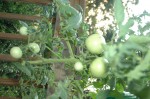 Big Beef Tomatoes after one month in Topsy Turvy Planter