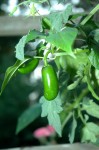 Jalapeno Pepper