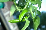 Anaheim Peppers in a Topsy Turvy Planter
