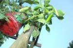 Topsy Turvy Peppers Hanging Out