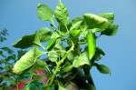Peppers after one month in a Topsy Turvy Planter