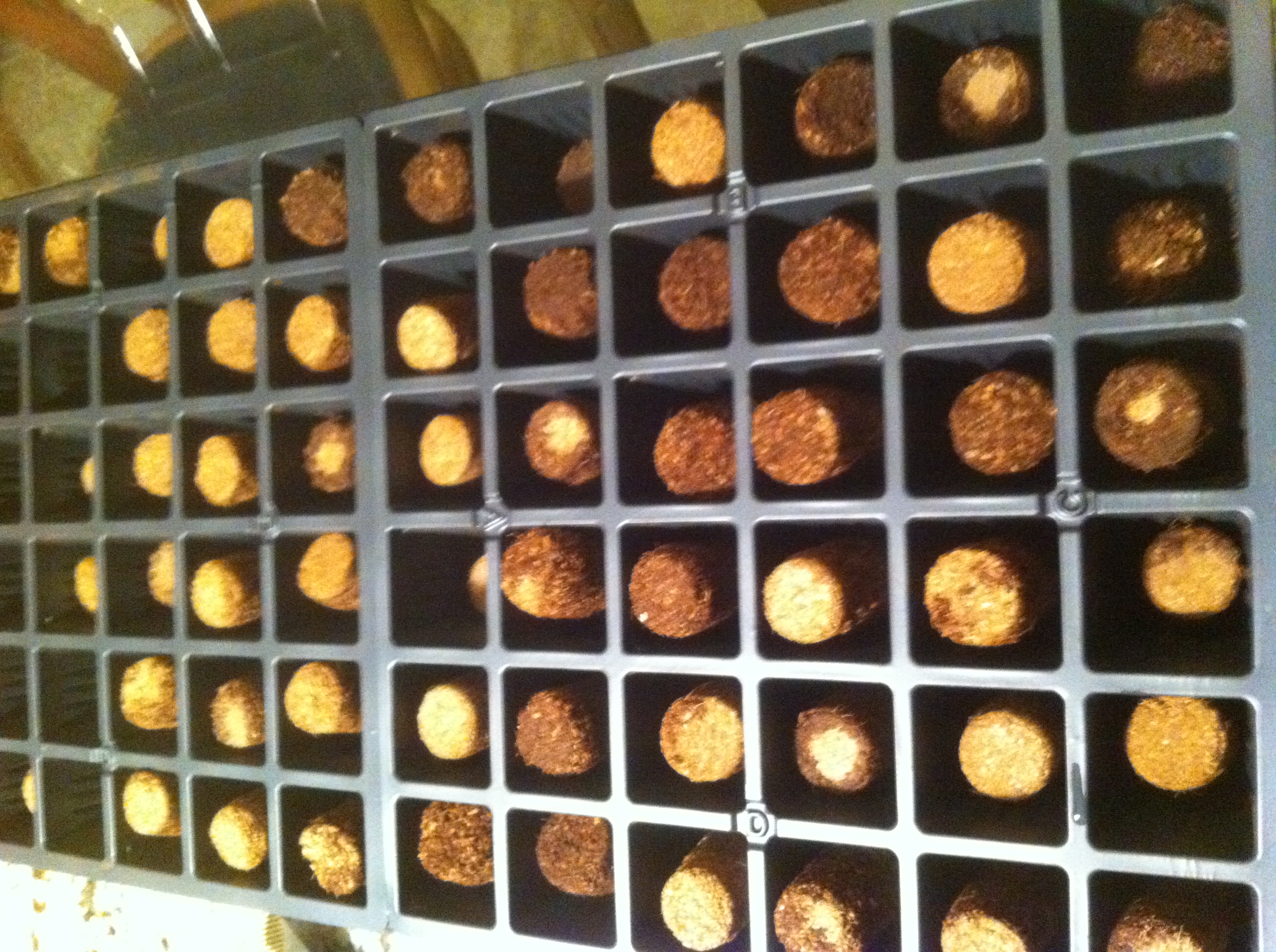 Using Kits to Begin Vegetable Seeds Indoors