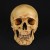 skull1-new