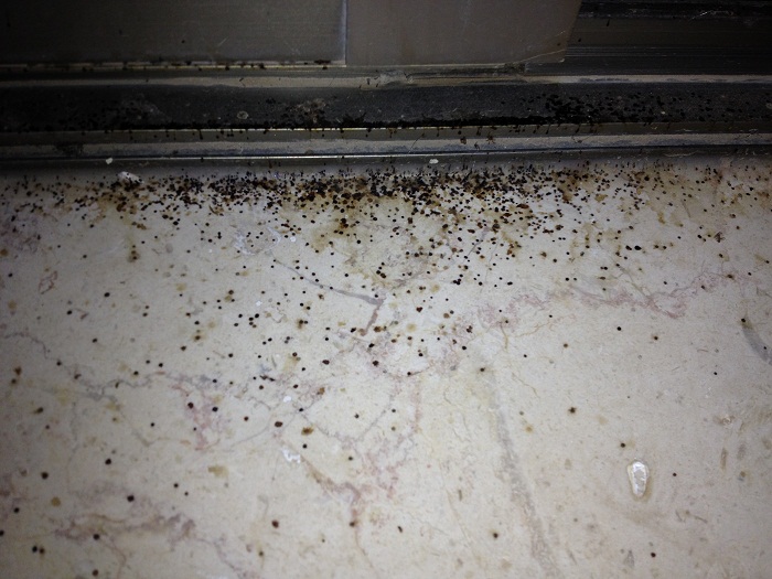 mold from wiki