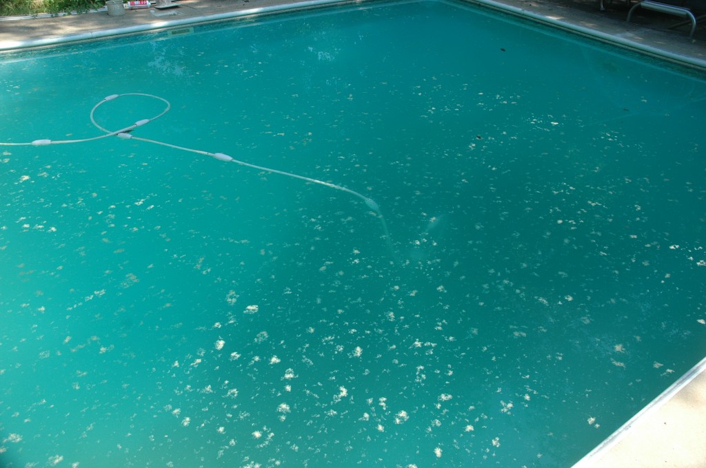 Opening a Swimming Pool, Second Day Adding a Flocculate or Clarifier